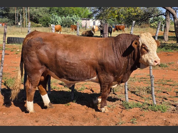 JMH2351 | OUTEE SIMMENTALER
