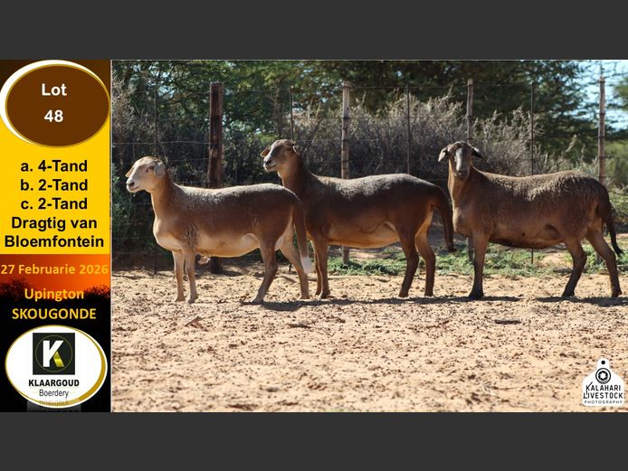 CP 48B | Chris Potgieter & Christia Scholtz - Klaargoud Boerdery