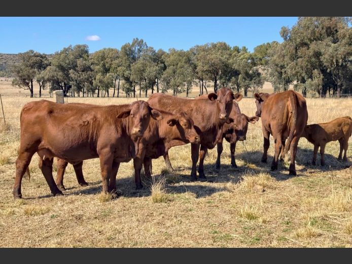 Commercial Animals