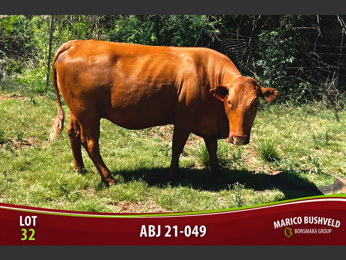 Commercial Animals | Barwick Bonsmaras