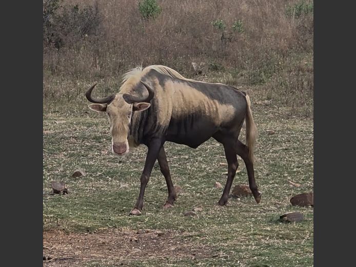 KONINGS WILDEBEES | SABLE HILLS
