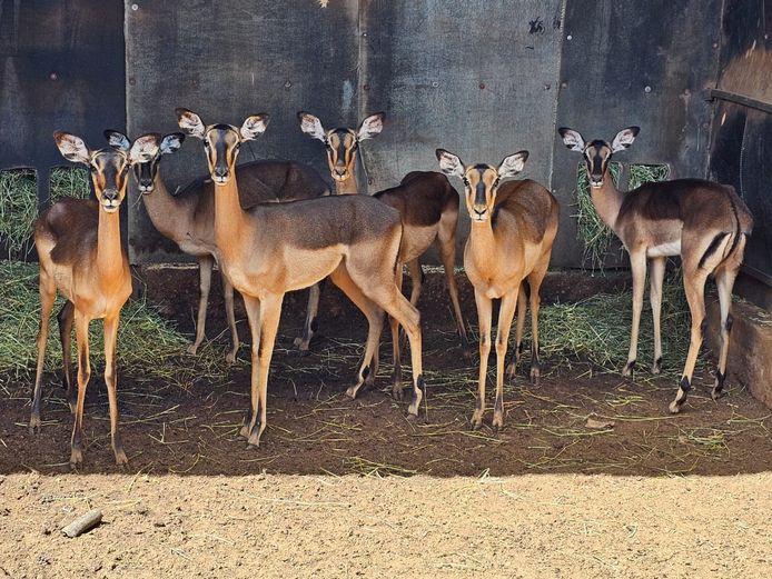 SADDLEBACK IMPALA | KAROI