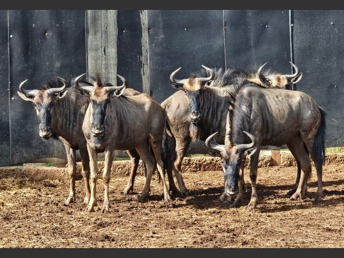 BLUE WILDEBEEST | S. VAN ZYL