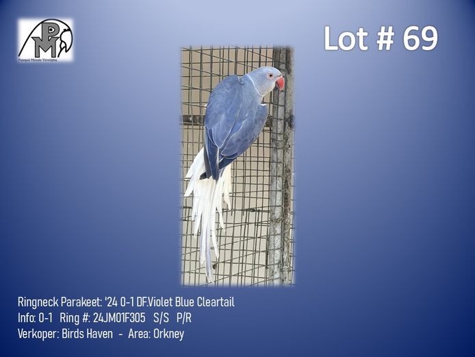 0-1 '24 Ringneck Parakeet: DF.Violet Blue Cleartail - Birds Haven