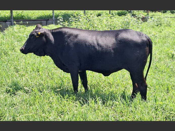 LEB 230033 | D.S. REED & SON PTY LTD