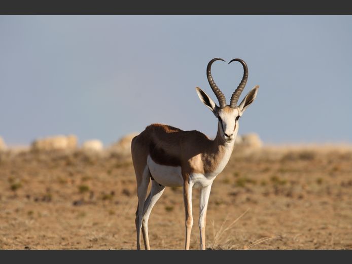 Suiwer Damara Ram | PDJ CILLIERS WILDLIFE