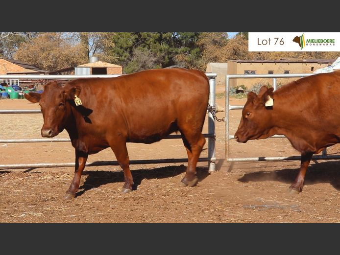 Kommersiële Vroulike Diere