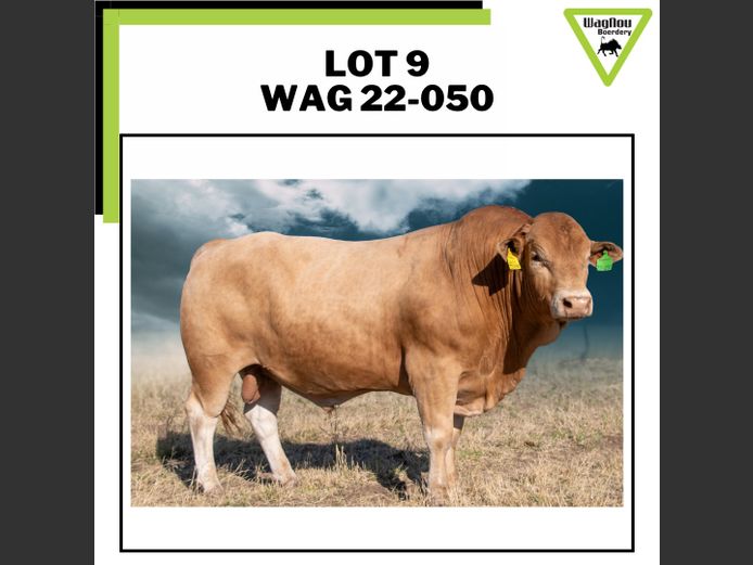 WAG 22-0050 | WAGNOU BEEFMASTER