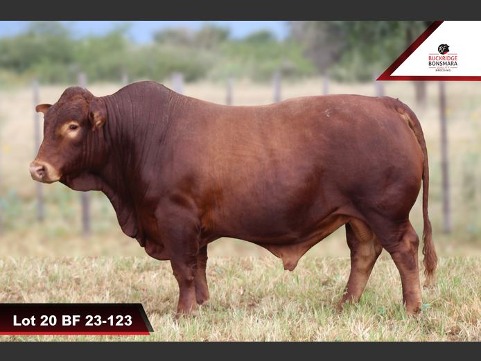 BF 230123 | BUCKRIDGE BONSMARAS