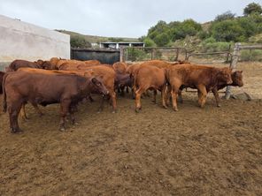 images
