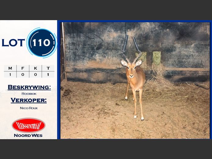Rooibokke