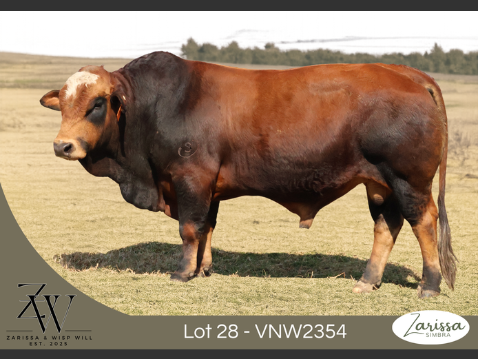 VNW2354 | ZARISSA