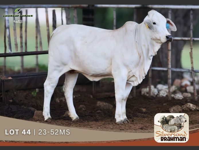 23-0052MS | SILVERSAND BRAHMAN
