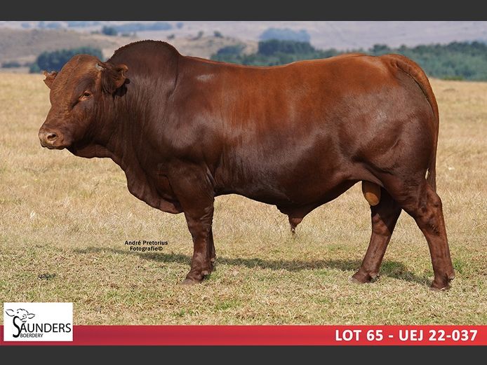 UEJ 220037 | SAUNDERS BOERDERY