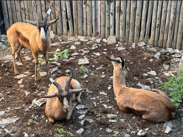 Koper Springbok Jagramme