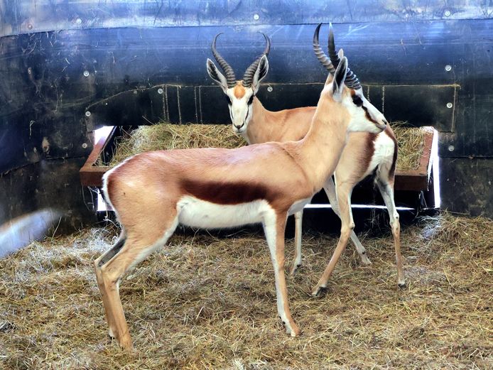 KALAHARI SPRINGBOK | AWIE BADENHORST