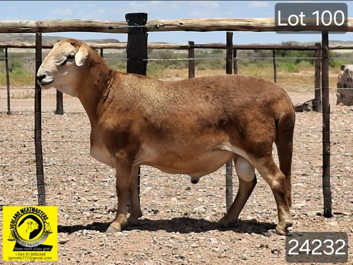 24232 | VERLAND MEATMASTERS