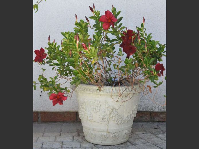 CONCRETE PLANTER WITH PLANT, 41cm Diameter x 34cm High