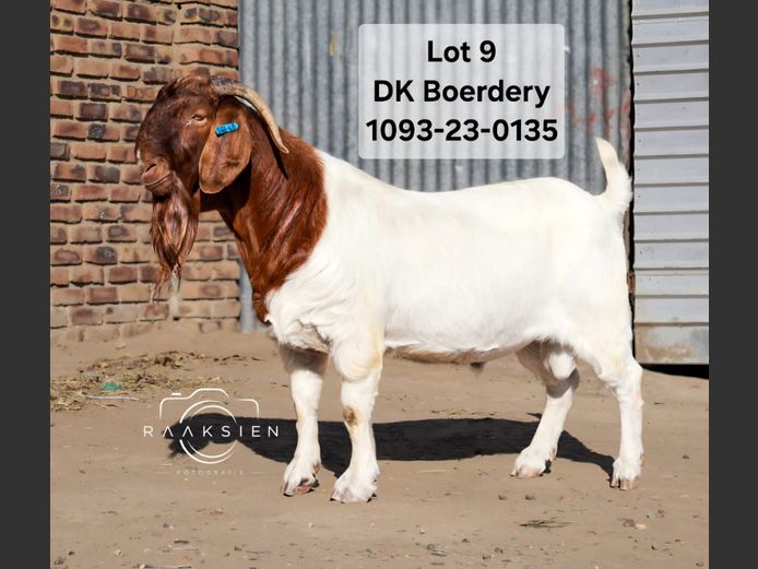 1093 230135 | DK BOERDERY