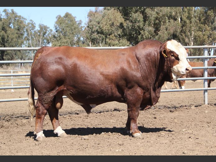 E23224 | EE SCHULENBURG