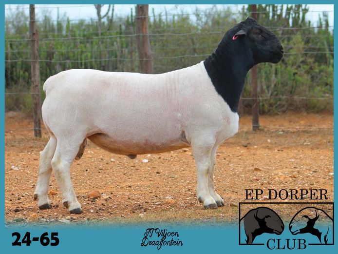 24-65 | JT Viljoen - Draaifontein