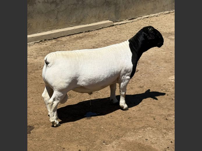 248202 | Leroy Phillips Dorpers