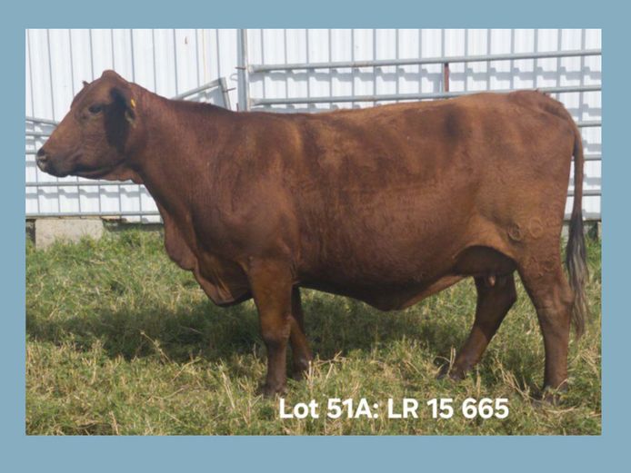 LR 15 665