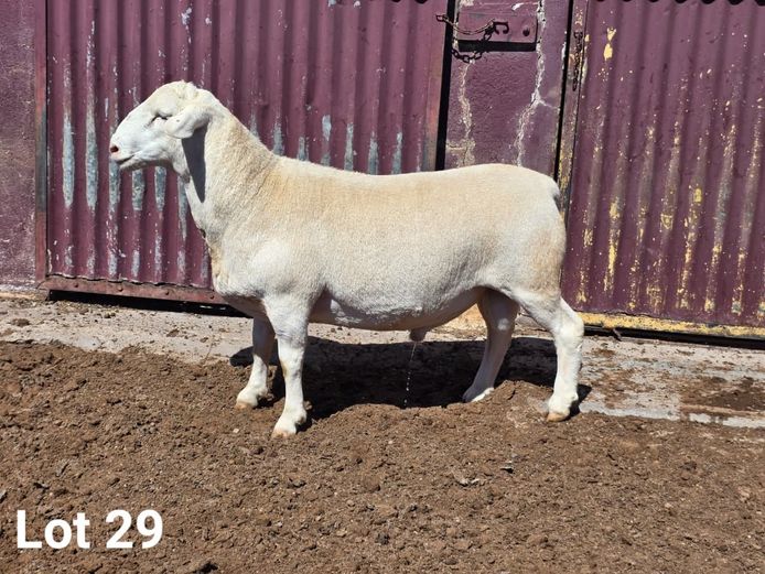 25032 | KASTEEL WITDORPERS