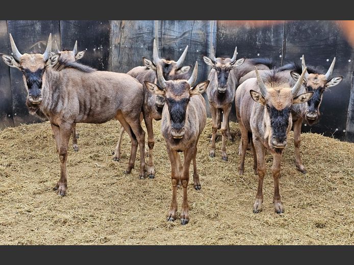 BLUE WILDEBEEST | DAGBREEK