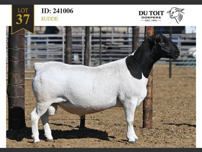 241006 | DU TOIT DORPERS