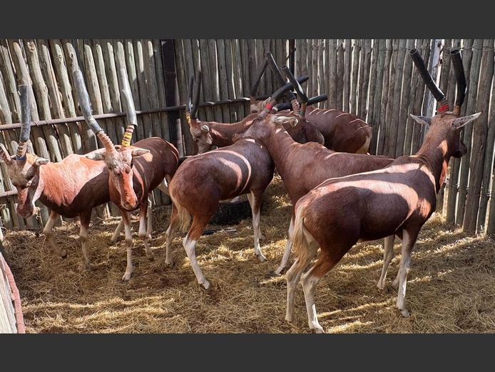 Koper Blesbok Ram