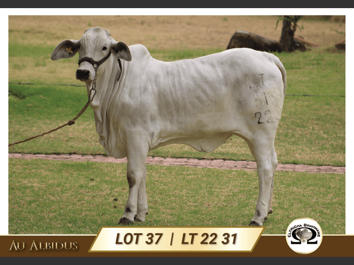 LT2231 | TRICHARDT LG