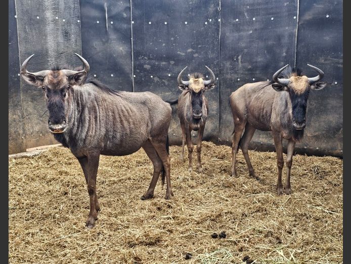 BLUE WILDEBEEST | DEELBOS BDY