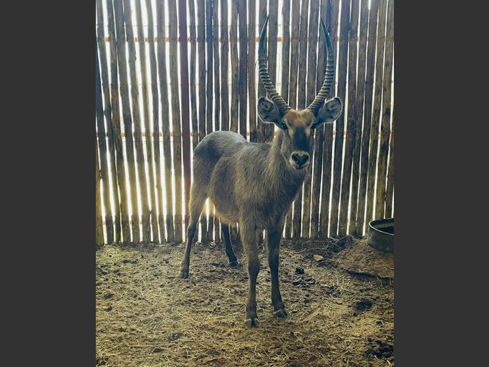 Waterbok