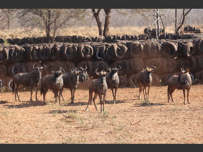 Blouwildebeeste