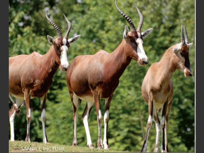 BLESBUCK | DU PREEZ WILD