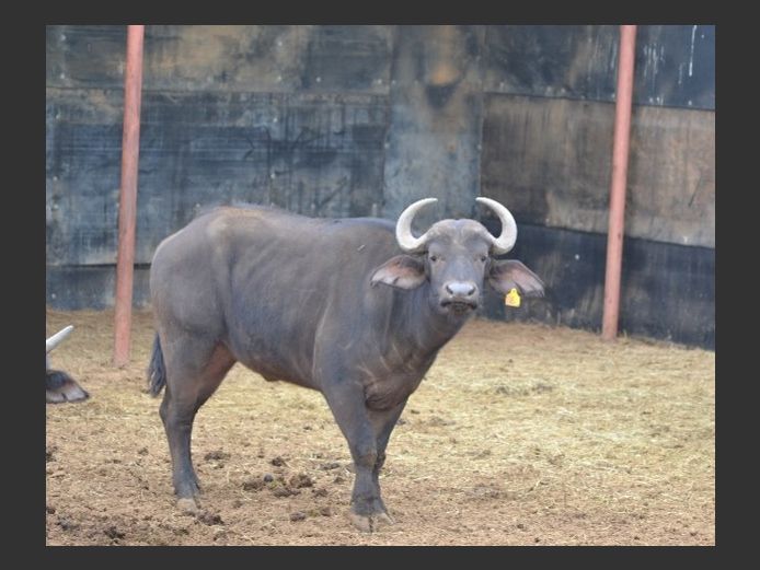 Buffalo Heifer | Inyathi
