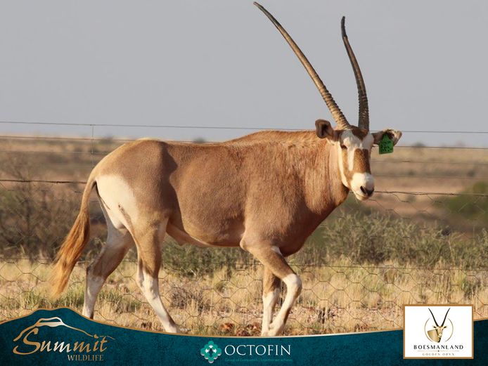 40" GOLDEN ORYX BULL