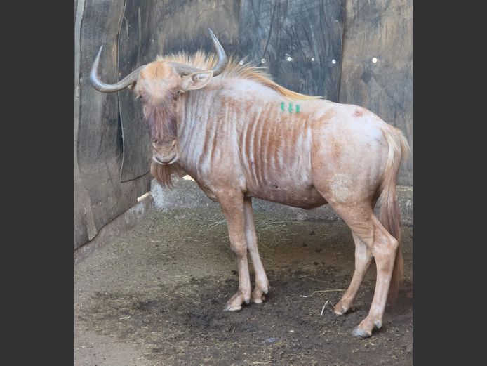 GOUE WILDEBEES | DIPHOFU