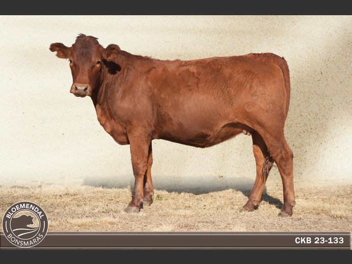 CKB230133 | CHRIS KRUGELL BLOEMENDAL