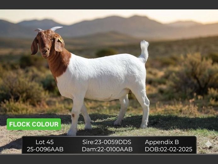 25-0096AAB | AC BOERBOKSTOET