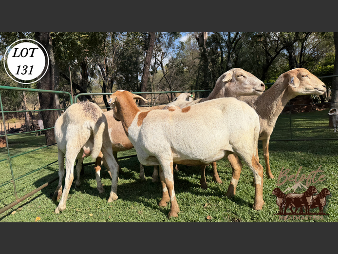 Ewes | Belofte Meatmasters 