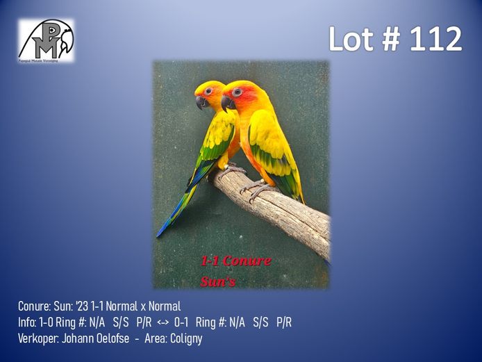 1-1 '23 Conure: Sun: Normal x Normal - Johann Oelofse