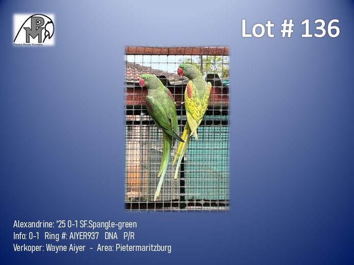 0-1 '25 Alexandrine: SF.Spangle-green - Wayne Aiyer