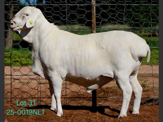 25-0019NLT | LEKWATER