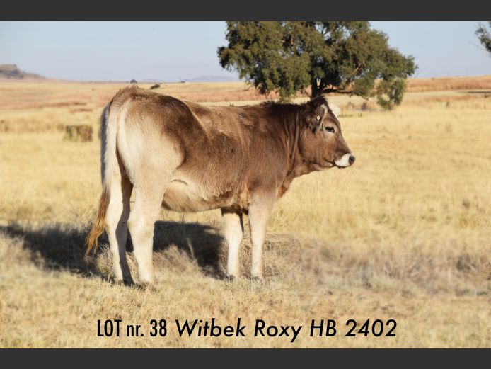 HB 240002 | JJ BESTER EN DOGTERS