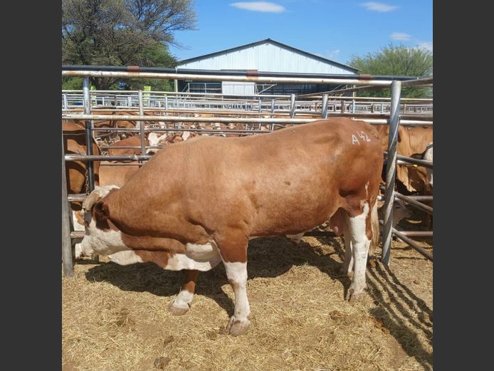 BULL | DOLL FARMING PREMIUM AUCTION