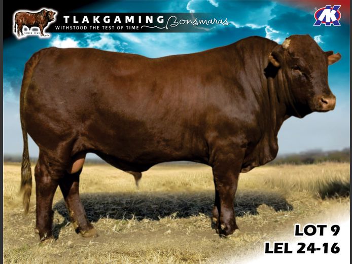 LEL240016 | LEE & SON