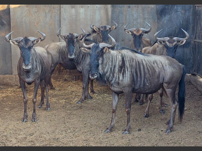 BLOUWILDEBEES | ZEEKOEVALLEY