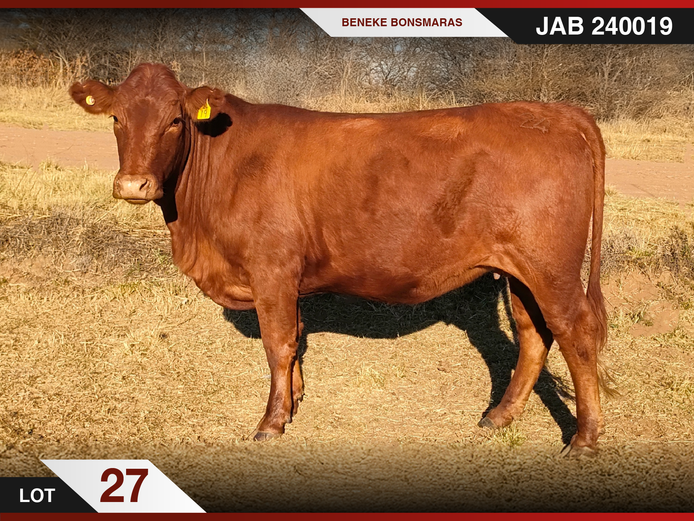 JAB 240019 | J.A. BENEKE
